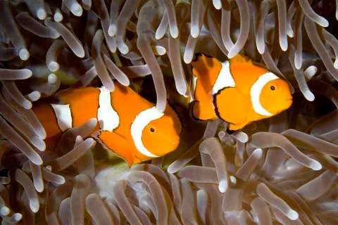 Two Clownfish Stock Photos