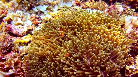 Two Clownfish Playing Hide and Seek in Sea Anemone Stock Footage 337737118