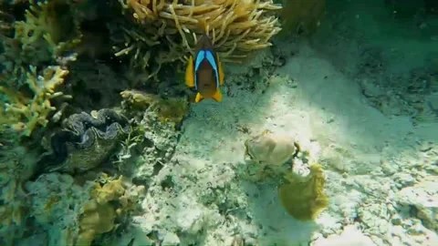  Two Clownfish Swimming Around Large Sea Anemones on Coral Reef, Marsa Alam, Egy Видео 343319411