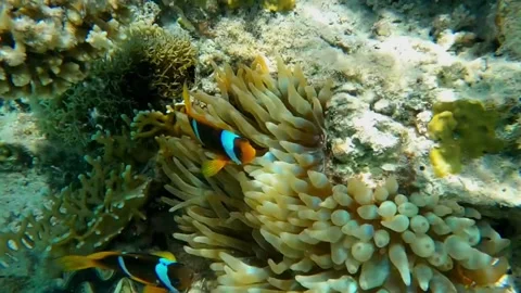 Two Clownfish Swimming in Their Host Sea Anemone, Close-Up Video stock 343727905