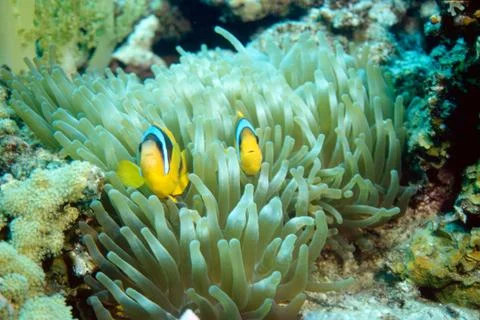Two clownfishes in anemone Foto stock