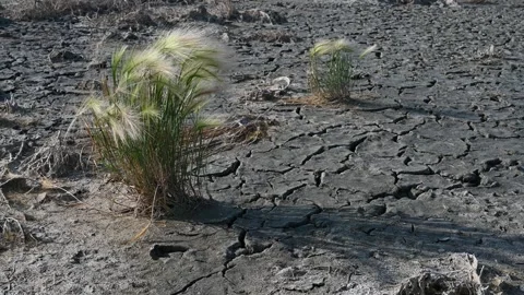 Two clumps of wild Foxtail Barley (Hordeum jubatum) grass in dry mud Stock Footage 279097122