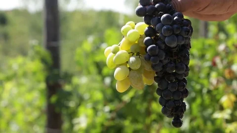 Two clusters of grape in a hand Stock Footage 82781497