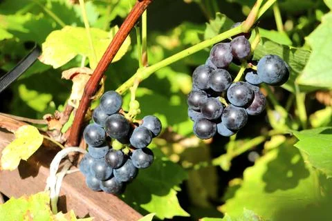 Two clusters of large-berried blue grapes on the vine Stock Photos