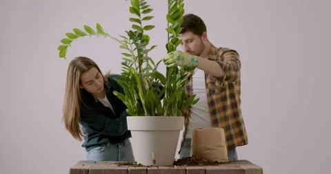 Two co-workers while planting a large Zamioculcas flower. Two young florists Stock Footage 233264749