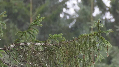Two coal tits (periparus ater) on a common spruce during rain Stock Footage 167581939