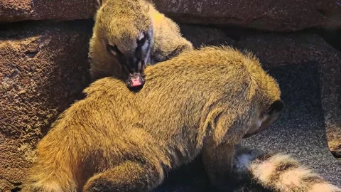 Two coati grooming Stock Footage 257381145