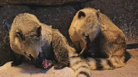 Two coati resting beside each other. Stock Footage 295036399