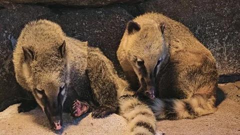 Two coati resting Stock Footage 294768097