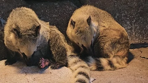 Two coatimundis relaxing Stock Footage 295038883