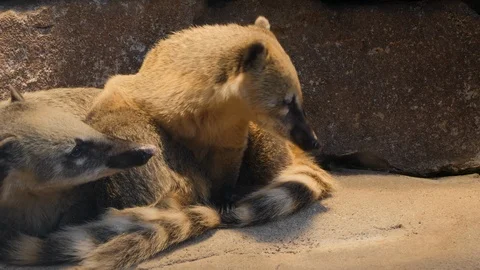 Two coatimundis resting Stock Footage 119447864