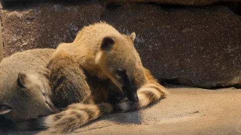 Two coatimundis resting Stock Footage 119448732