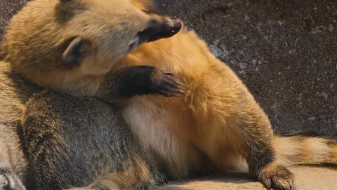 Two coatimundis resting Video stock 119449716