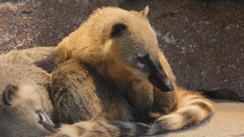 Two coatimundis resting Stock Footage 119450131