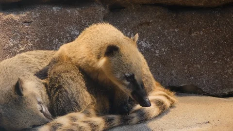 Two coatimundis resting Stock Footage 119450647