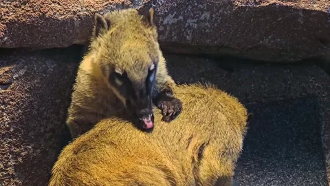 Two coatimundis resting  Stock Footage 257345310