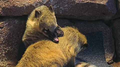 Two coatis grooming  Stock Footage 257363721