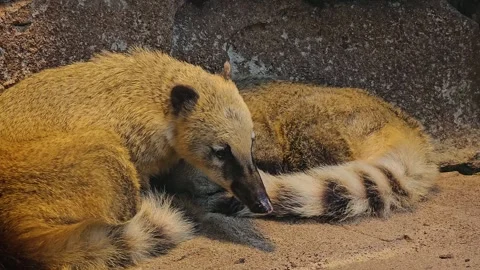 Two coatis relaxing Stock Footage 266585040