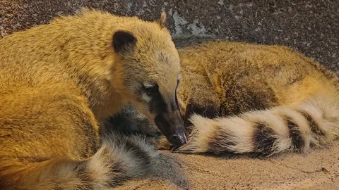 Two coatis resting together  Stock Footage 266880865