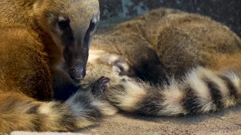 Two coatis sleeping together Stock Footage 297018789