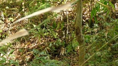 Two coatis walking through the grass and vegetation in the jungle Stock Footage 150961160
