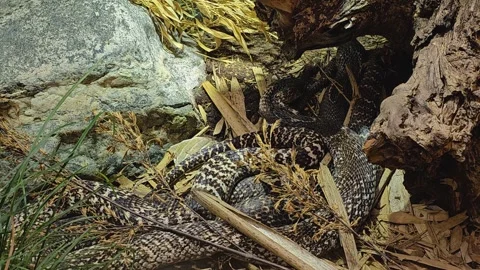 Two cobra close up Stock Footage 275551908