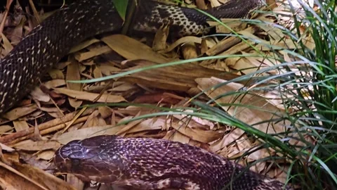 Two cobra crawling Stock Footage 296553472