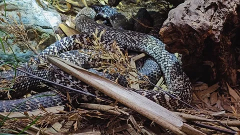 Two cobras crawling around Stock Footage 275893171