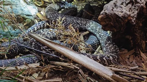 Two cobras crawling Stock-Footage 275865821