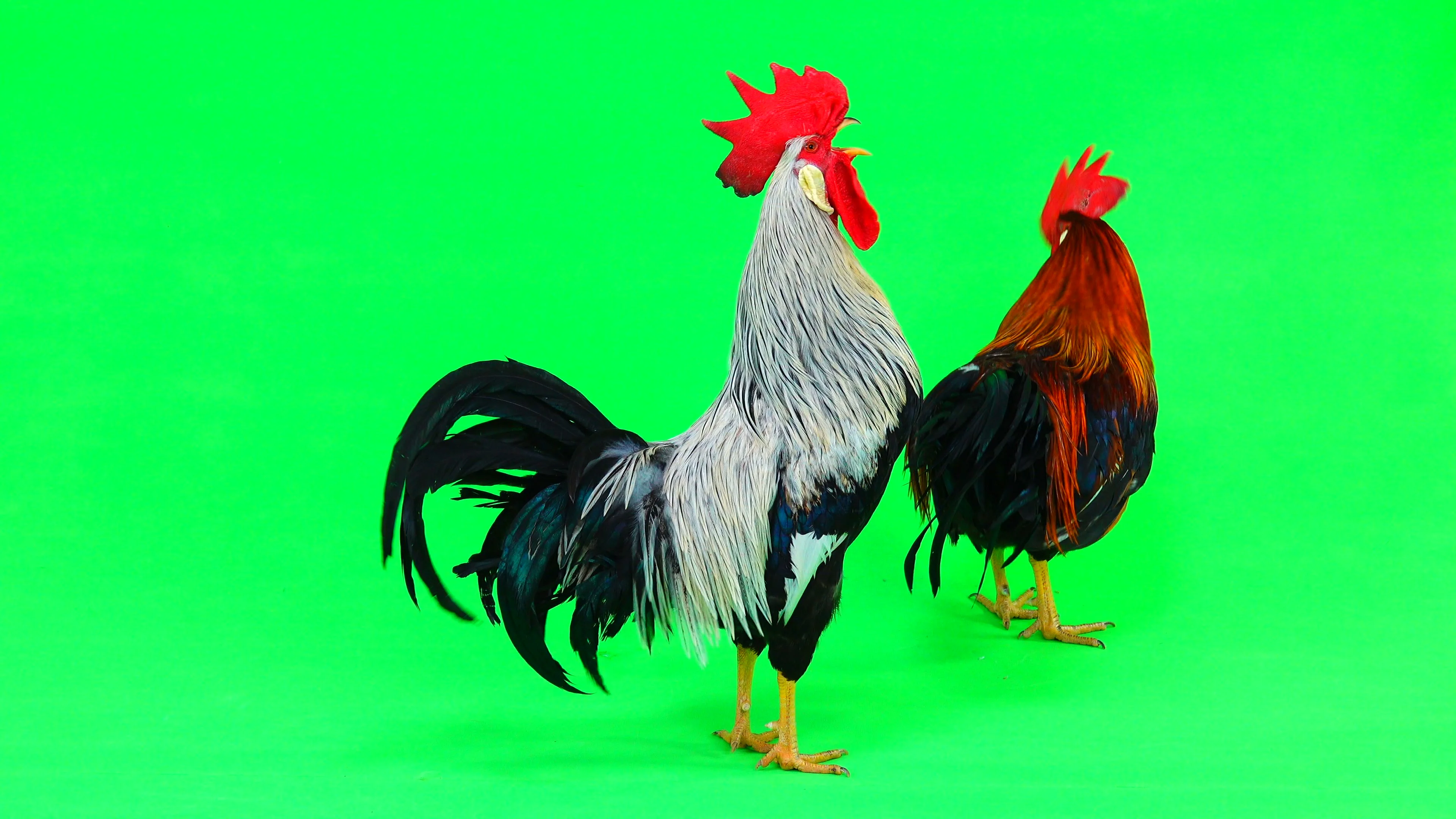 two cock sings on the green screen | Stock Video | Pond5