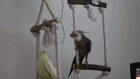 Two cockatiels sharing a string, sitting on rope swing perch, disentangling knot Stock Footage 120708578