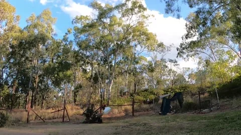 Two cockatoos fly into tree Stock Footage 315248758
