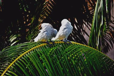 Two Cockatoos Looking Backwards Stock Photos