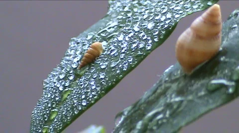 Two cockleshells  스톡 동영상 939062