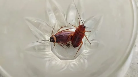 Two cockroach that got into the glass 스톡 동영상 297529862
