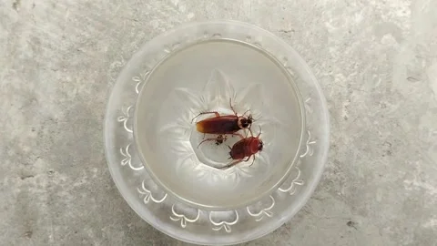 Two cockroach that got into the glass 動画素材 297529871