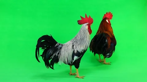 Two cocks sings on the green screen Stock Footage 89132074