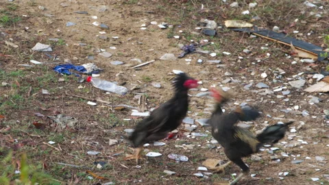 Two cocks were fighting 库存影片 333728267
