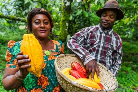 The two cocoa pickers exhibit the fruit of their harvest in a basket filled.. Foto stock