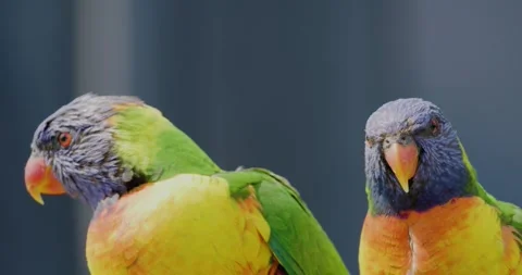 Two Coconut Lorikeet Parrot, Close Up Stock Footage 329400896