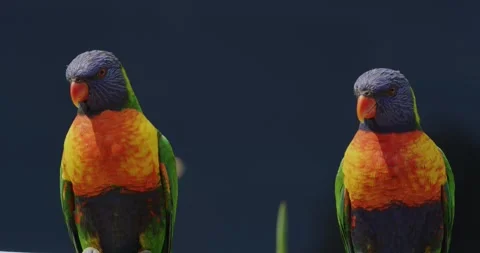 Two Coconut Lorikeet Parrots 스톡 동영상 329400903
