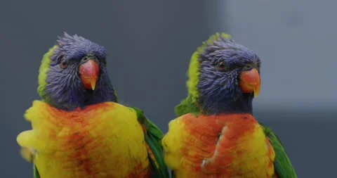 Two Coconut Lorikeet Parrots Watching Alertly, Close Up Stock-Footage 329401324