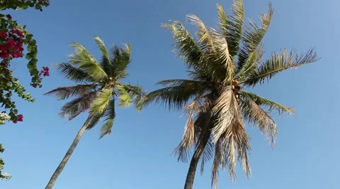 Two coconut palm tree on the wind with sky on the background Stock Footage 48760121