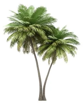 Two coconut palm trees isolated on white background. 3d illustration Illustrazione stock
