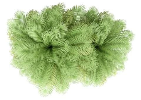 Two coconut palm trees isolated on white background. top view. 3d illustratio Stock Illustration