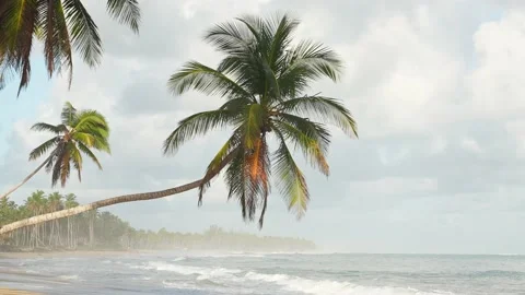 Two coconut palms tilted over the sea shore. Large wild tropical beach in the Stock Footage 228741484