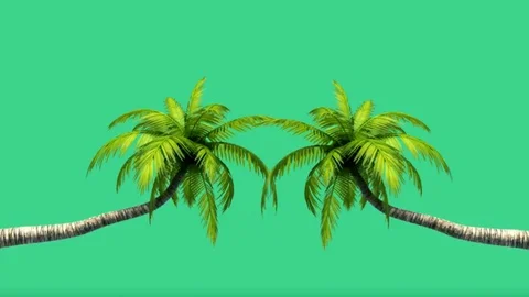 Two Coconut tree on green background4k (2) Stock Footage 128411498
