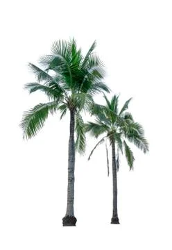 Two coconut tree isolated on white background used for advertising decorative Stock-Fotos