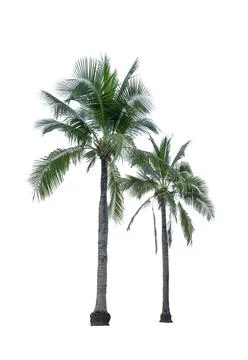 Two coconut tree isolated on white background used for advertising decorative Stock Photos