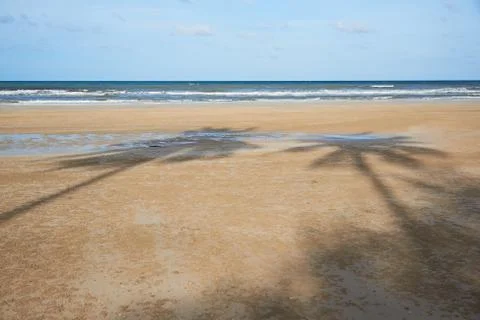 Two coconut tree shadows on the beautiful beach Stock Photos
